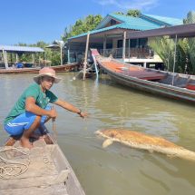 พบซากพะยูนลอยน้ำในคลองชาวบ้านช่วยกันนำเข้าฝั่งรอเจ้าหน้าที่พิสูจน์